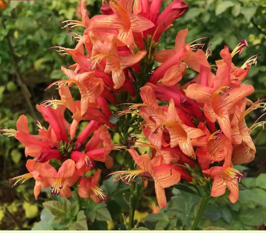 Live Plant - Cape Town Coral Tecomariasmall Rooted Starter Planthummingbird Heaven!