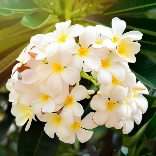 White Plumeria Live Plant - Easy Care Tropical Houseplant with Fragrant Flowers, Hawaiian Indoor Outdoor Plant Cutting for Home Garden