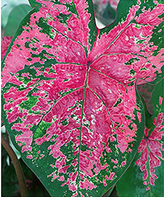 Fire Chief Caladium Bulbs - 3 Large Size Bulbs - Striking Red Foliage - Hardy in Zones 9-11 - Ideal for Gardens and Containers