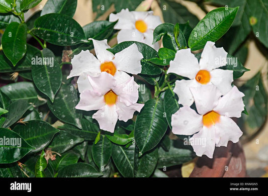 RedCrocus - White Dipladenia | Bushy & Compact | Evergreen, Blooms Late Spring to Fall | Pet-Toxic, Easy Care | Garden, Patio, Container Plant | RedCrocus 10" Pot