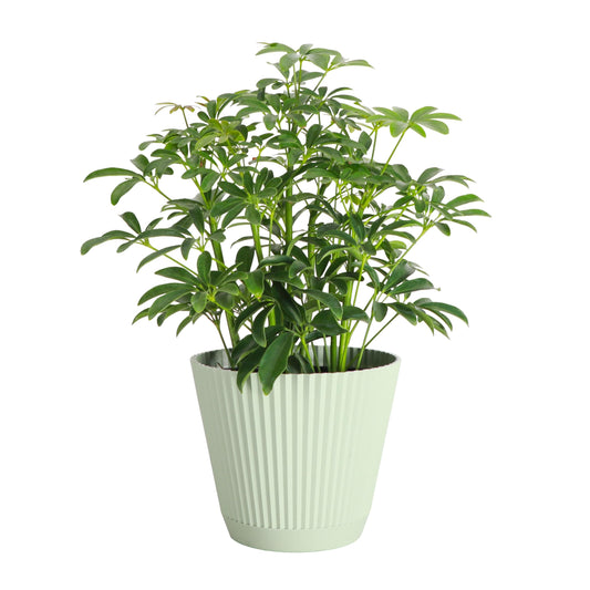 Thorsen's Greenhouse Live Arboricola Umbrella Tree Plant, Schefflera Arboricola, Natural Air Purifier, Easy to Grow, Live Indoor Houseplant, 6-inch Diameter (Sage (6" Pot))