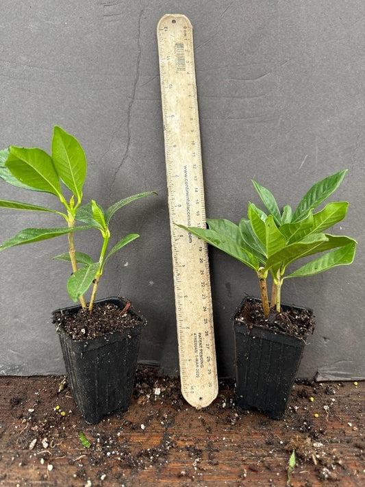 Live Plant - Gardenia Jasminoides Live Well Rooted Plant