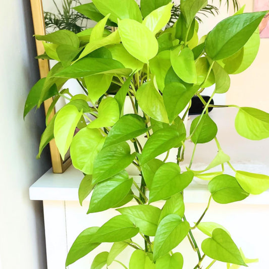 Neon Pothos Live Plant, Live Pothos Plant, Variegated Pothos Plant Live in 4 Inches Pot, Indoor Live House Plant, House Indoor Plant