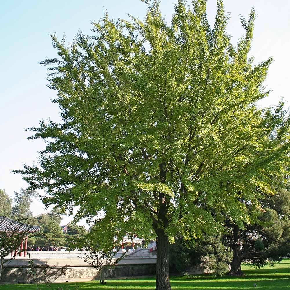 Brighter Blooms - Ginkgo Tree, 3-4 ft. - No Shipping to AK, AZ, HI, OR