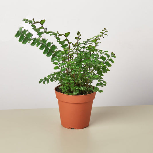 Mahogany Fern | Live Plant for Indoor & Outdoor | for Living Room, Office, Bathroom | (4" Pot)
