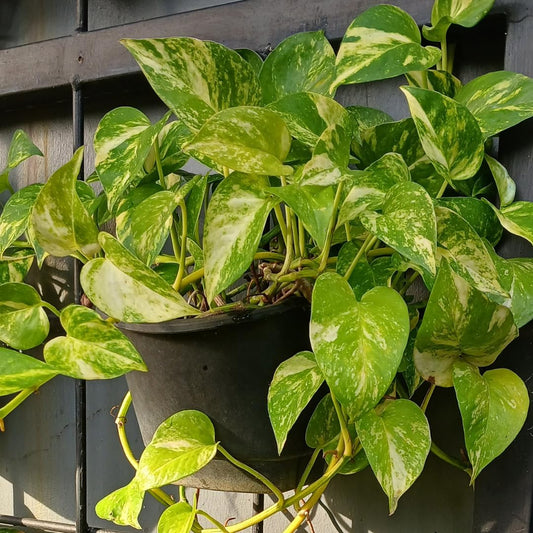 Set 2 N’Joy Pothos Live Houseplant, Variegated Pothos Plant, 3 Inches Pot for Indoor or Outdoor Growing