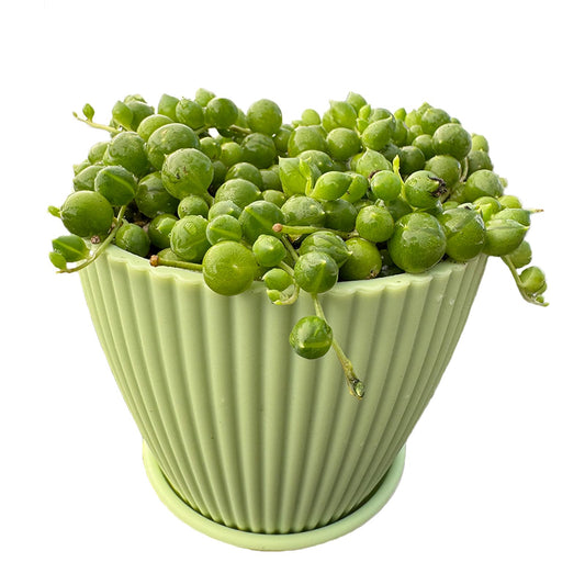 Live Succulent Plants String of Pearls (4 inch), Comes with Green Plastic Pot, Easy Care Houseplant, Unique Gifts, Home Office Décor