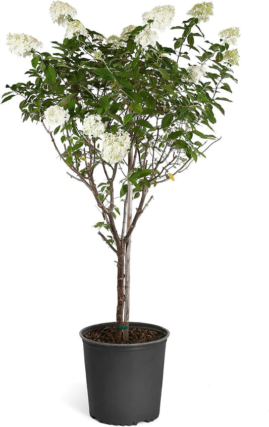Brighter Blooms - Vanilla Strawberry Hydrangea Tree, 4-5 ft. - No Shipping to AK, AZ, HI