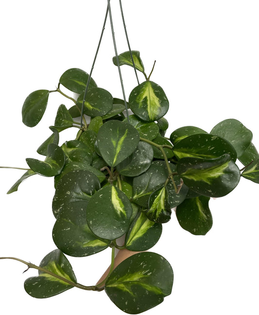 Variegated Hoya Obovata Spalsh Available in 2" Pot, 4" Pot, and 6" Hanging Pot - Hoya Live Plants Live Houseplants - California Seller (4" Pot, 2 Plants(stem))