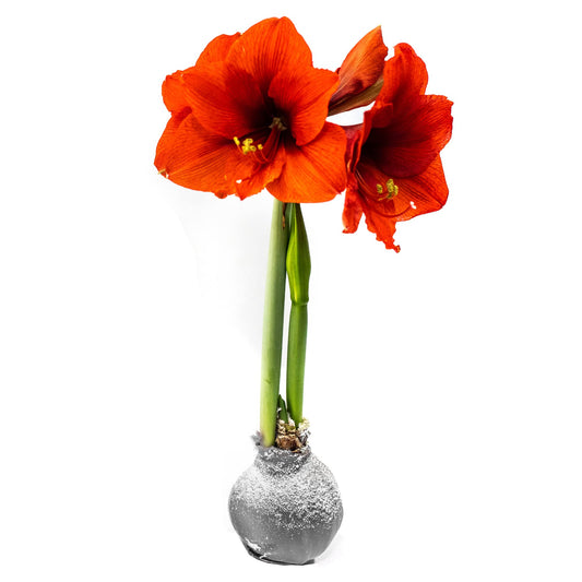 Snow Flecked Waxed Amaryllis Bulb – Silver Wax with Red Blooms – Live Holiday Gift Plant, Easy Care, No Watering Needed
