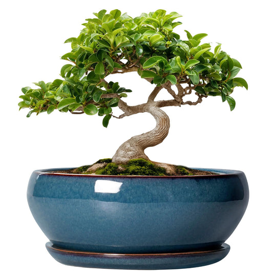 SQOWL Bonsai Pots - 8 Inch Ceramic Succulent Pots with Drainage Hole and Saucer, Round Shallow Planter for Indoor Outdoor Plants Flowers, Ceramic Planter Bowl, Room Decor, Gardening Gifts, Blue
