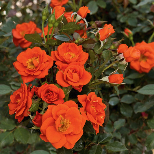 SPRING HILL NURSERIES - All A'Twitter Miniature Rose, Live Bareroot Plant with Orange Flowers (1-Pack)