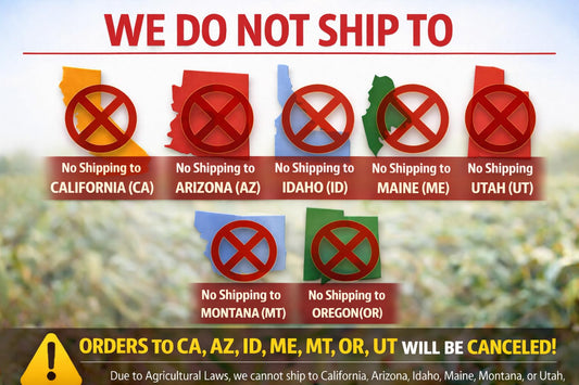 Ponderosa Pine Live Tree Plug Seedlings | 6"-12" | Arbor Day Foundation - (Due to Agricultural Laws, Unavailable to AZ, CA, ID, ME, MT or UT) (10-Pack)