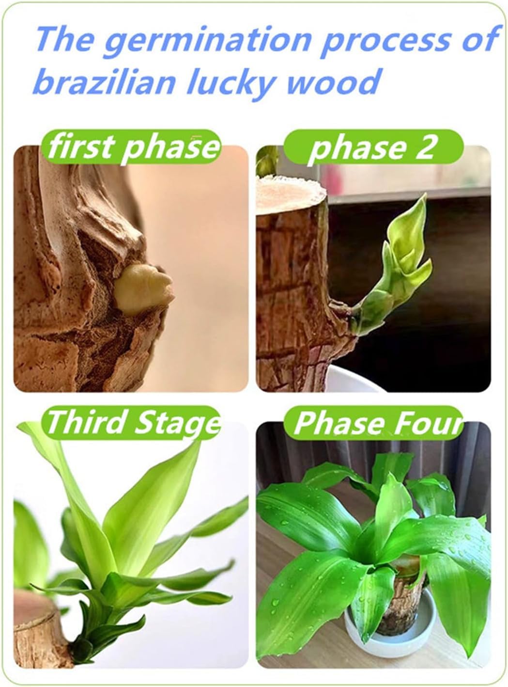 Brazilian Lucky Wood，Easy to Maintain and Purify the Air Brazilian Wood，Suitable for Living Rooms, Kitchens, Bedrooms, Desks, and Outdoor Gardens (2C)