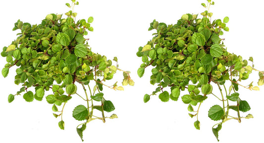 Swedish Ivy - Plectranthus verticillatus - Easy to Grow House Plant - Two 6" Pots Deal