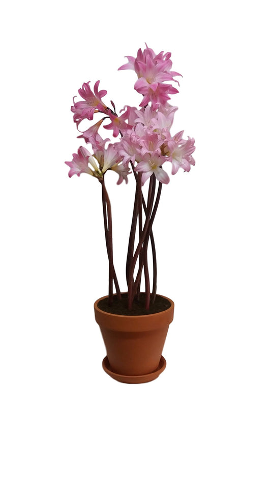 Amaryllis Belladonna Flower Bulb - Deer Resistant - Good as Cut Flowers - Perennializing - Easy to Grow Live Plants - Outdoor Garden