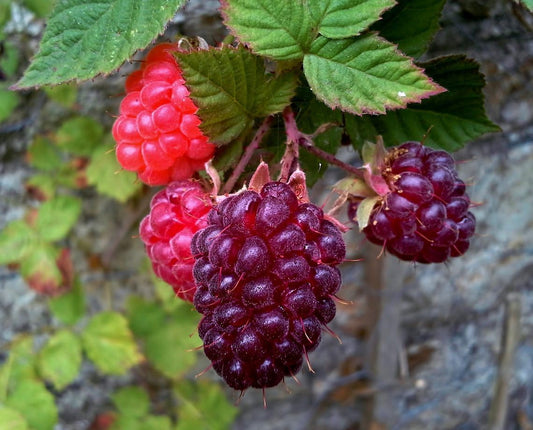 Thornless Loganberry Plant Live for Planting Your Garden,1 YR Loganberry Tree Live Plant, Zones 5-9