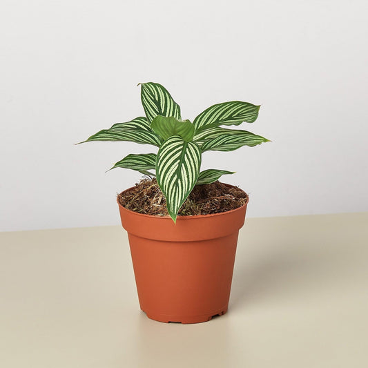 Calathea 'Vittata' | Live Plant for Indoor & Outdoor | for Living Room, Office, Bathroom | (4" Pot)