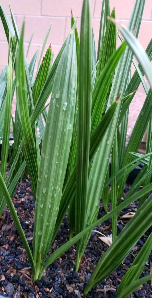 1+ Year Old Medjool Date Palm Seedling - Phoenix Dactylifera Plant Sapling