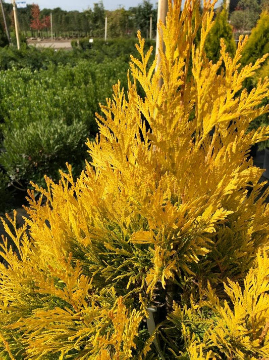 Live Plant - Golden Thuja Arborvitae Shrub/Tree - Live Plant, 8-14" Tall Seedling - Quart Pot