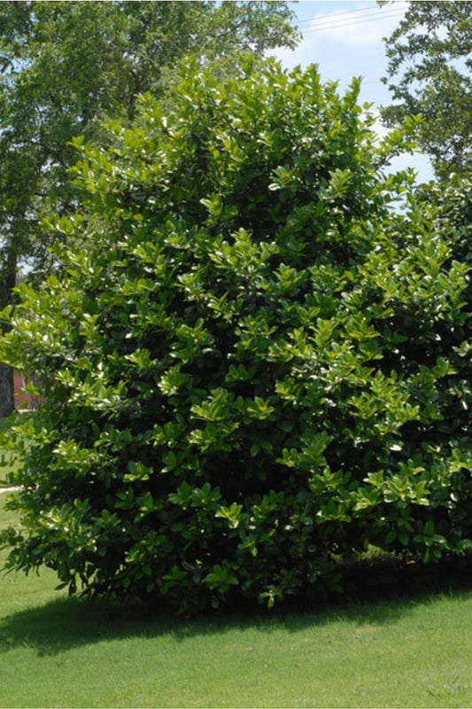 Live Plant - Needlepoint Holly Shrub/Bush/Hedge – 12" Tall Seedling – Live Plant - 3" Pot
