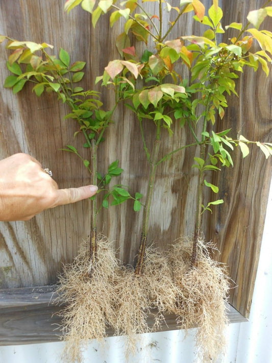 Live Plant - 10 Dwarf Burning Bushes/Shrubs - Live Plants - 6-12" Tall - Euonymus alatus