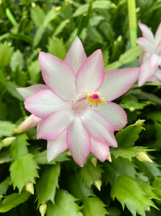 Live Plant - Christmas Cactus Starter Plant Epric Star Schlumbergera Truncata