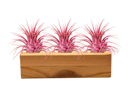 Air Plants 3 Pack - Tillandsia Ionantha - 3 Hole Planter - Organically Enhanced Color - Live Arrival Guaranteed - House Plants for Home Decor & Gift (3Pk + Black Planter) (3Pk Coral Low + 3 Hole Tan)