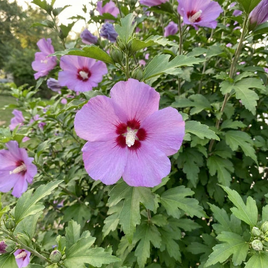 Set 10 Rose of Sharon Seeds for Planting, Purple Pink Hibiscus Shrub, Long Blooming Perennial, Rose of Sharon Flowers for Indoor Outdoor Growing