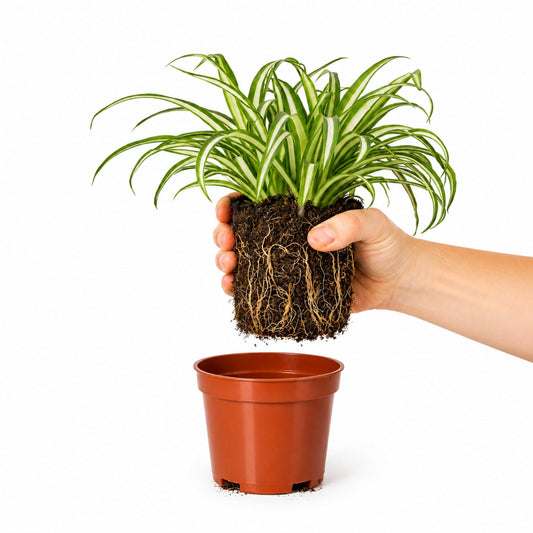 Easy to Grow Spider Plant Variegated 1 Full Size Potted Plant - Large Established Houseplant in 4" Quart Pot - Indoor Outdoor, Low Maintenance, Air-Purifying (Not Starter Plug)
