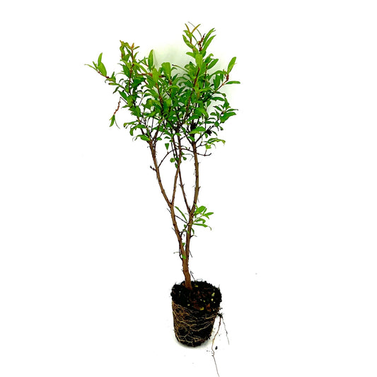 ragnaroc Live Fruit Trees – Punica Granatum Dwarf Pomegranate Plug 9-12” Tall - 1ct - Color When Flowering Red, Bonsai - Live Arrival Guaranteed - House Plants for Home Decor