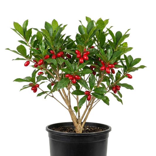 Miracle Fruit Tree for Planting, Miracle Fruit Live Plant in Gallon Pot, 1-2 Feet Height, Berry Plant for Garden, No Ship to CA
