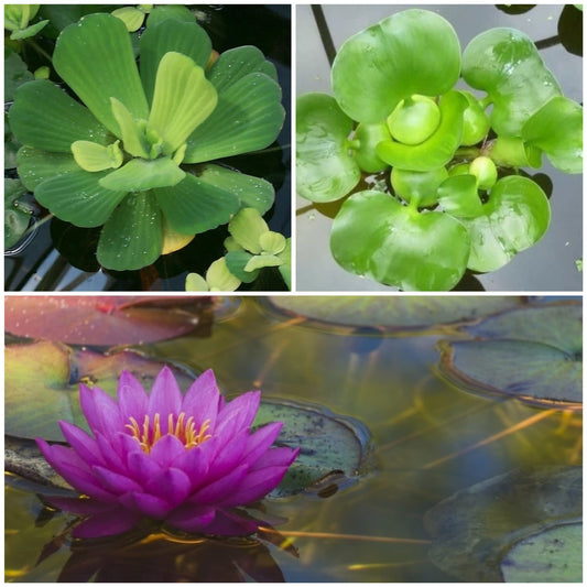 Floating Plants and Water Lily Tuber Bundle – Live Aquatic Plants for Ponds & Aquariums