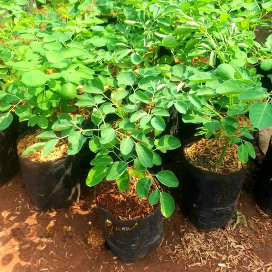 Moringa Tree Live Plant, Malunggay Moring Plant in 4" Pot, 7-10" Well-Rooted, Drumstick Horseradish Trees Live Plants for Planting