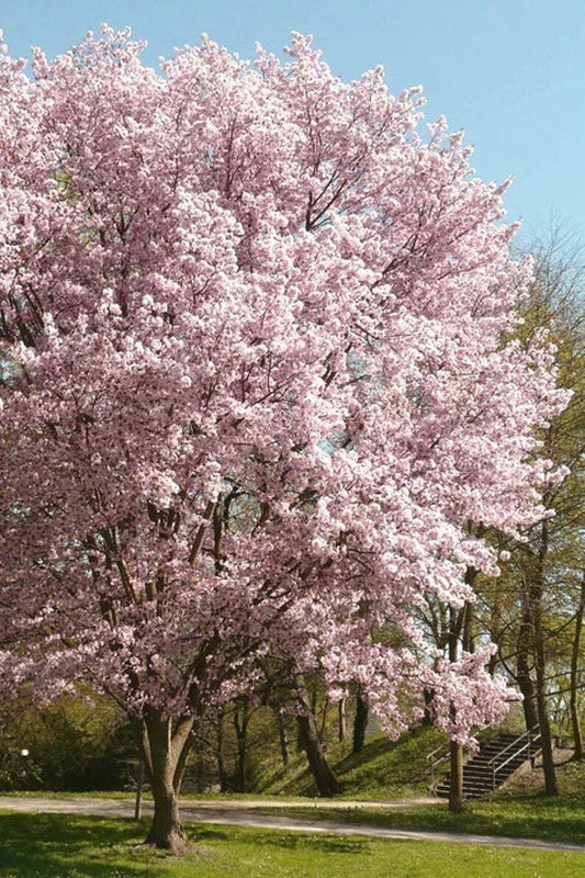 Live Plant - 2 Autumnalis Flowering Cherry Trees - Live Plants - 6-12" Tall