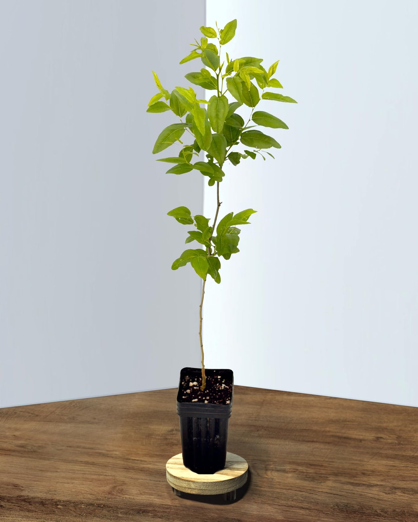 Jujube GA-866-1 Plant - Edible Fruit Tree