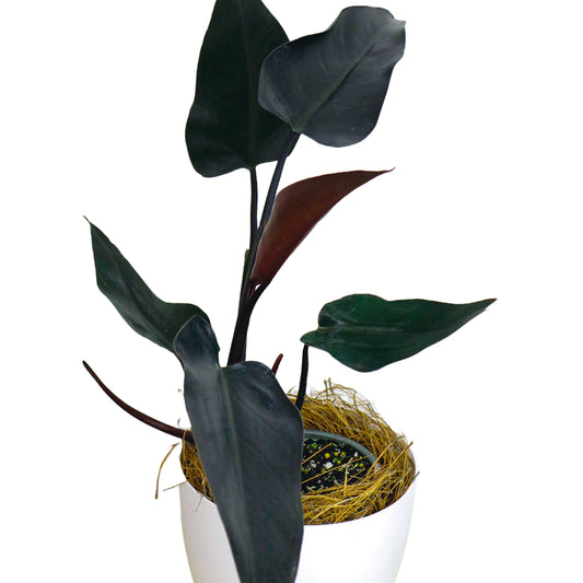 LEAL PLANTS ECUADOR Philodendron Majesty| Philodendron Exotic Houseplant for Living Room| Live Indoor Plants| Philodendron Live plant| philodendron pink princess live plant