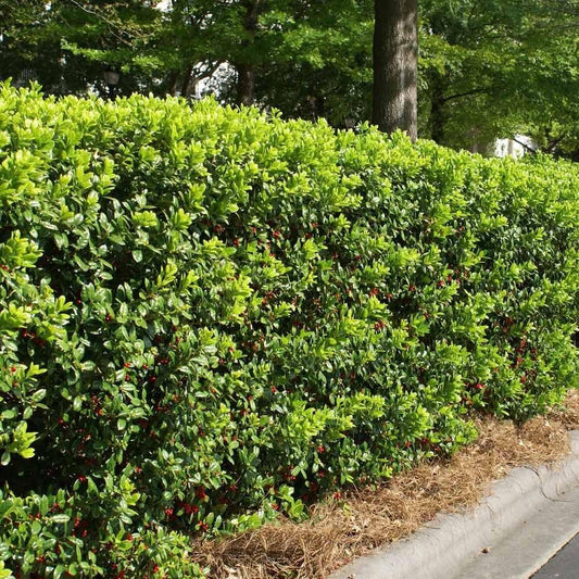 Dwarf Burfordi Holly Ilex | 1 Extra Large Trade 3 Gallon Plant | Ilex cornuta 'Dwarf Burfordi' | Lush Evergreen Shrub | Ideal for Borders and Hedges