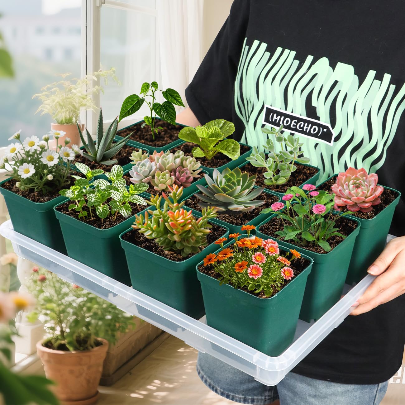 RooTrimmer Clear Seed Starter Trays 5 Pack(17"x11"x2"), Reusable Plastic Carrying Seedling & Nursery Trays, Durable Flat Pots Trays, Transparent Square Tray for Planting and Collecting Drainage Water