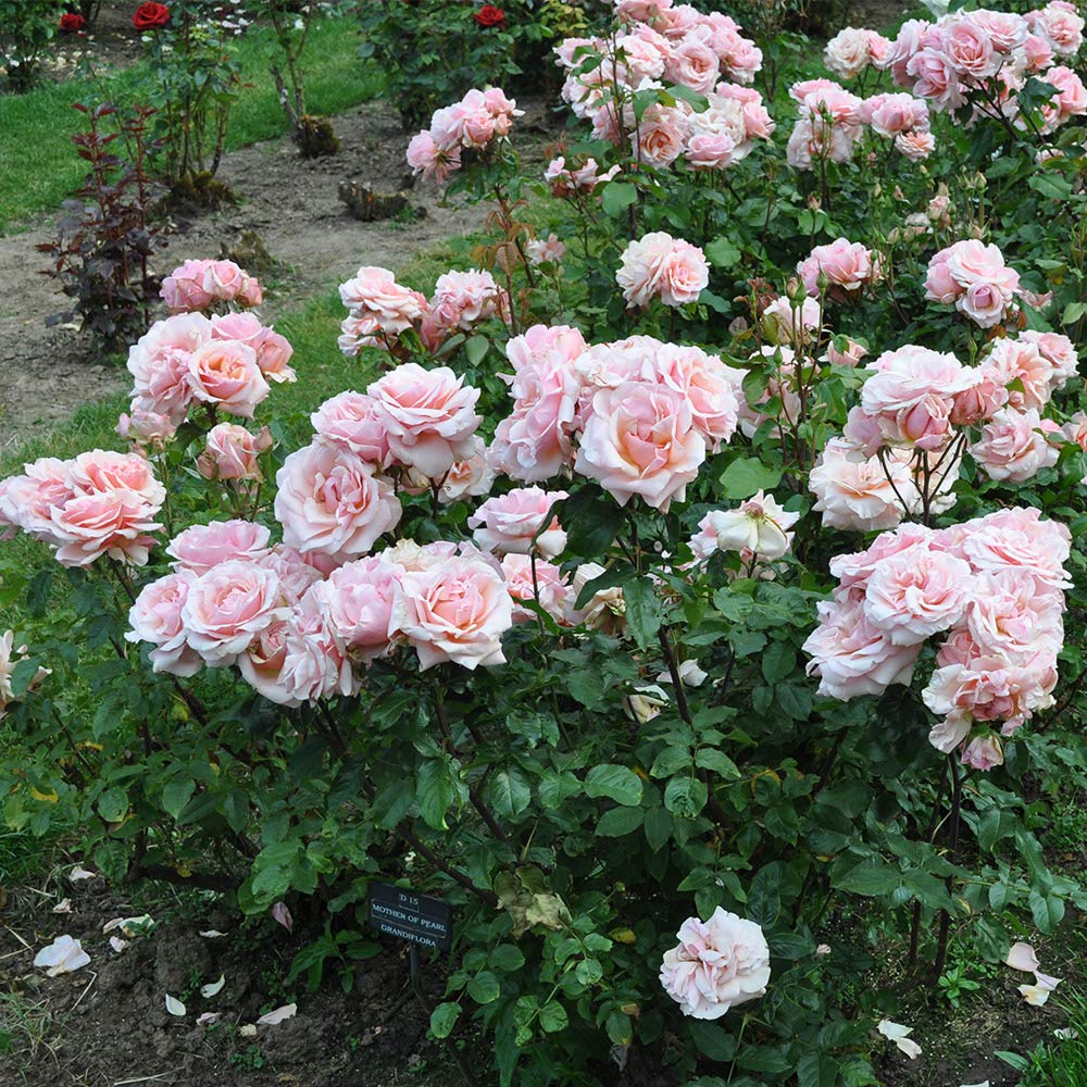 Heirloom Grandiflora Roses, Live Own Root Plant for Outdoor Garden, Mother of Pearl®, Lightly Fragrant, Hardiness Zones: 6-9, Repeat Blooming