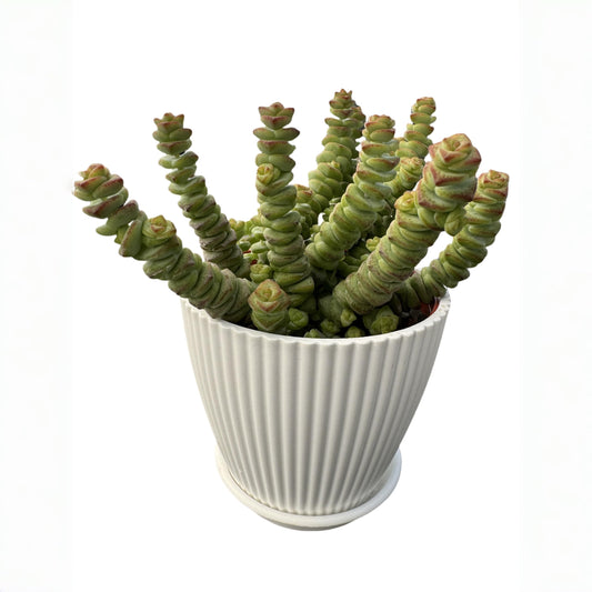 Sprout N Green 4" String of Buttons in White Stripe Pot, Live Crassula 'Baby's Necklace' Trailing Succulent, Rare House Plant for Home Office Wedding Hanging Decoration, DIY Projects, Party Favor