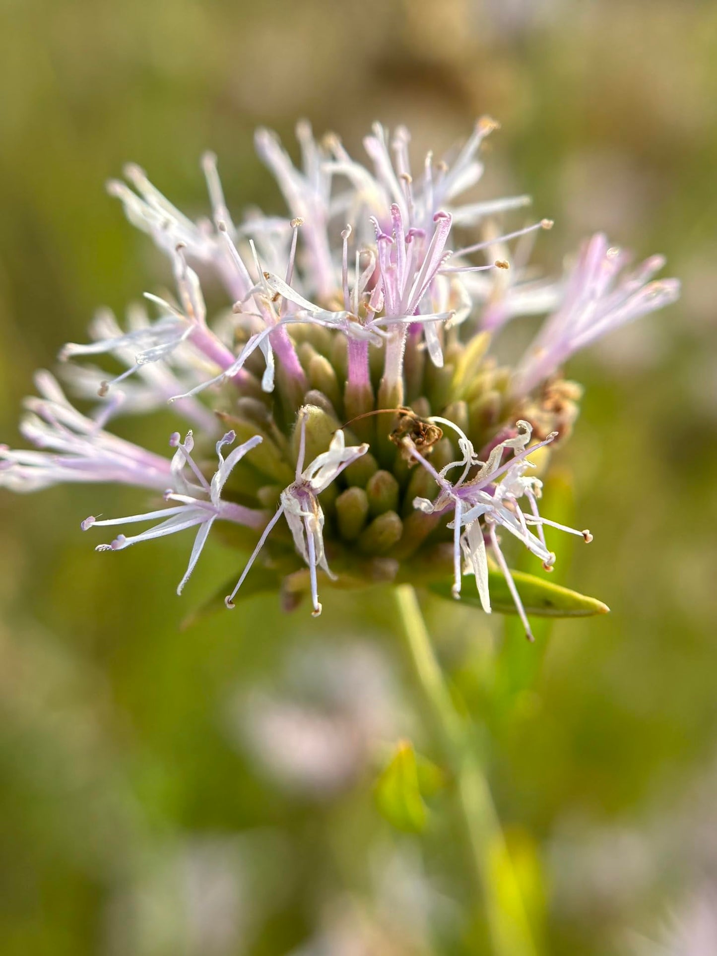 Willowy Mint 3 Live Plants (Monardella viminea) – California Native Wildflower for Outdoor Gardens, Drought Tolerant Pollinator Friendly Landscaping