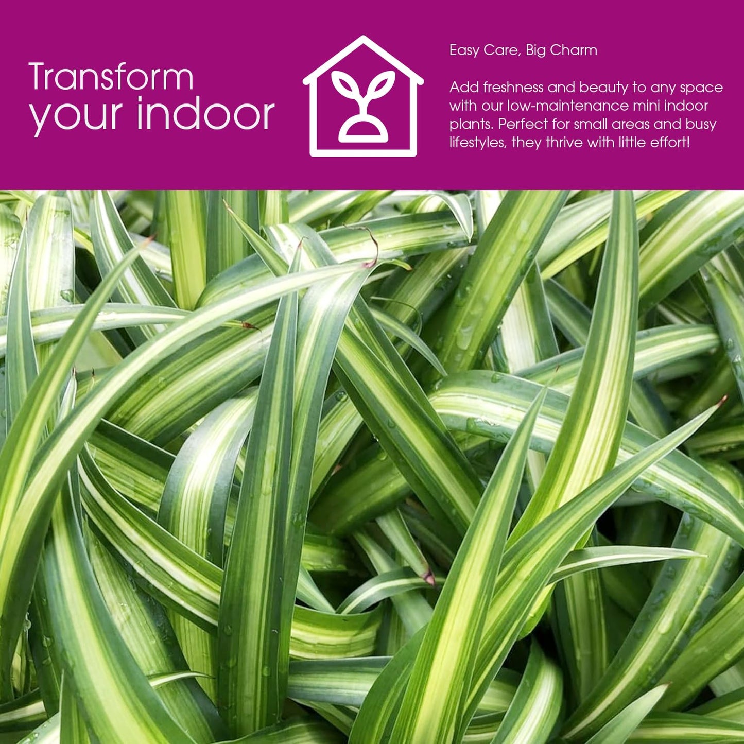 Hawaiian Spider Plants - 3 Live Starter Plants for Home & Office Decor - Air Purifying Rare Houseplants with White & Green Striped Foliage - Easy to Grow Indoor & Garden Plant