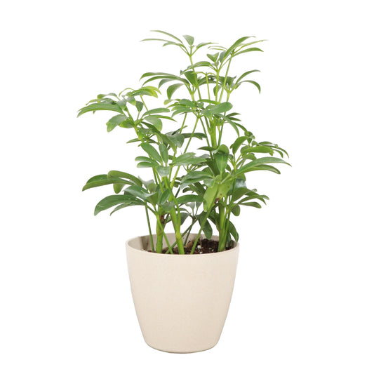 Thorsen's Greenhouse Live Arboricola Umbrella Tree Plant, Schefflera Arboricola, Natural Air Purifier, Easy to Grow, Live Indoor Houseplant, 4-inch Diameter (Natural)