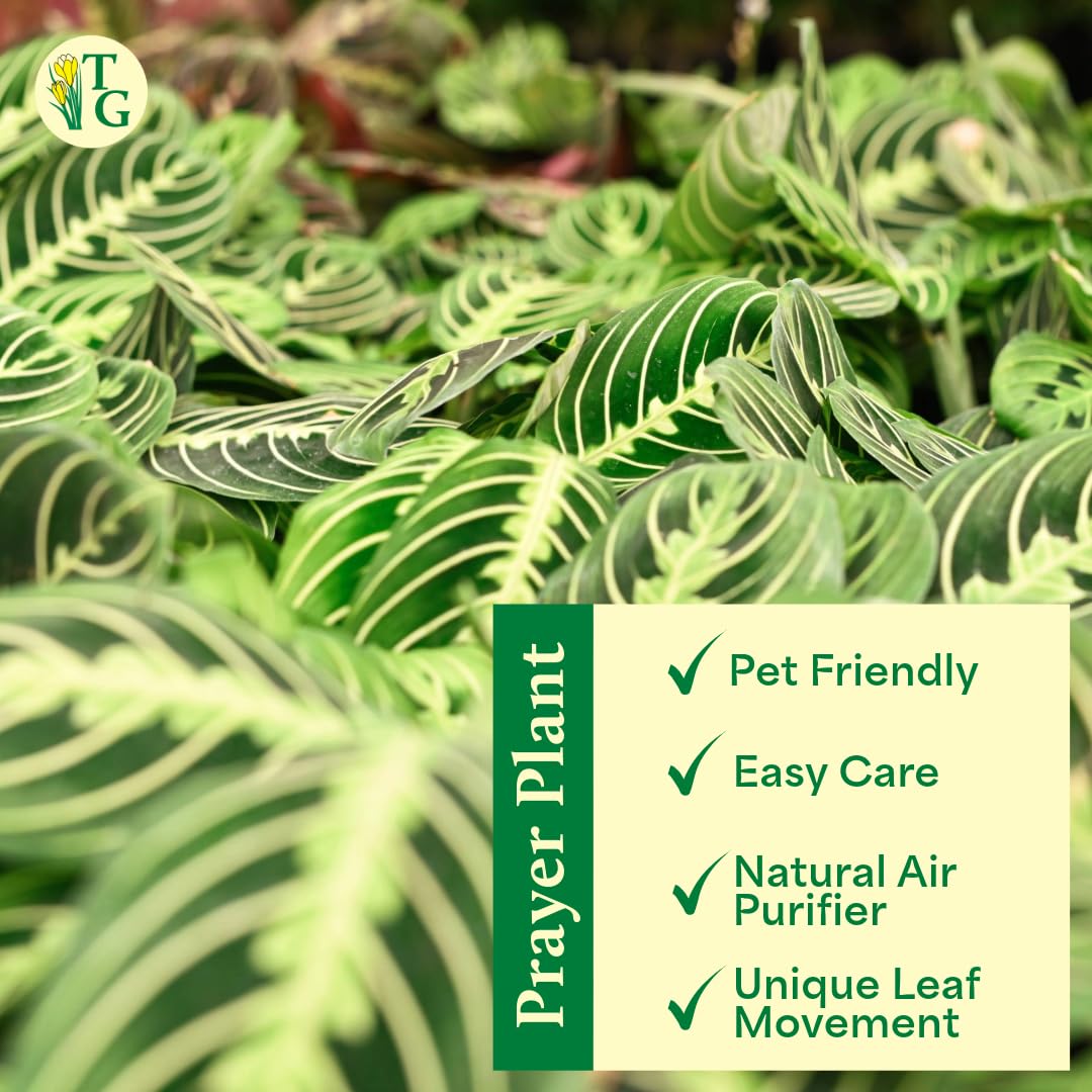 Thorsen's Greenhouse Lemon Lime Prayer Plant, Live Indoor Plant, Pet Friendly, Attractive Houseplant, Lemon Maranta, Natural Air Purifier, Easy to Grow, 4" Diameter Pot (Gold)