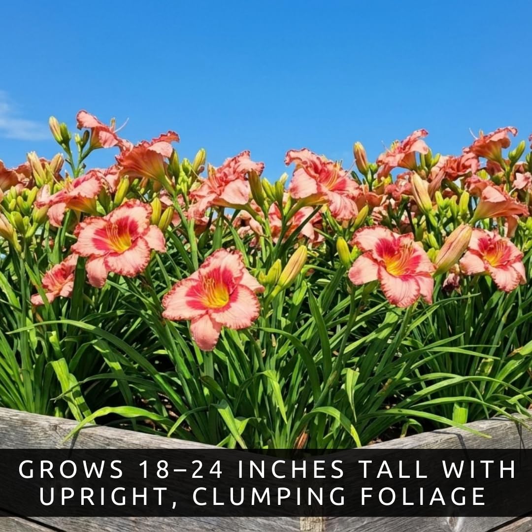 Lipstick and Lies Daylily Bulbs for Planting – Pink and Red Bi-Color Hemerocallis Perennial Flower – Hardy Summer Blooming Garden Lily – Easy Care Outdoor Flower Bulbs (3 Bulbs)