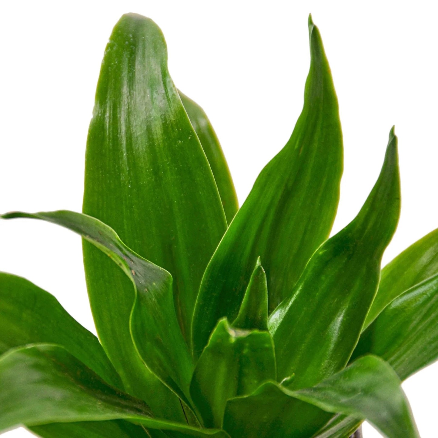 4 Pack Dracaena 'Janet Craig' in 3in Pot - Live Plants Tropical Houseplants | Variegated | USA Growers | The Snobby Leaf