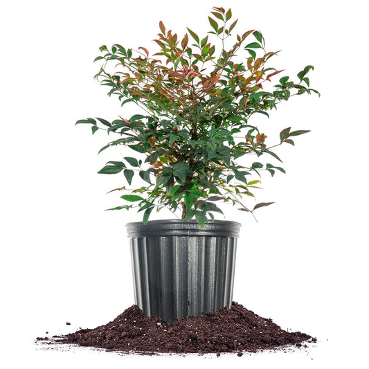 PERFECT PLANTS Gulfstream Nandina 3 Gal. Pot | Heavenly Bamboo | Low Maintenance | Vibrant Color Changing Foliage