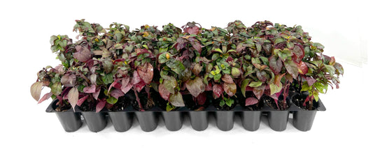 Alternanthera Little Ruby | 1 Live Plant | Alternanthera Dentata | Vibrant Foliage | Low Maintenance | Garden & Patio Decor | Fast Growing Groundcover | Outdoor Landscaping Shrub