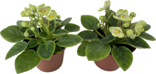 Mini African Violets (Optimara Little Trio - 2 Plants) (2" Pots)